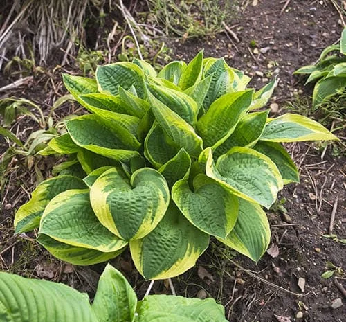 Хоста королевская Wide Brim всего за 99 грн- фото № 3