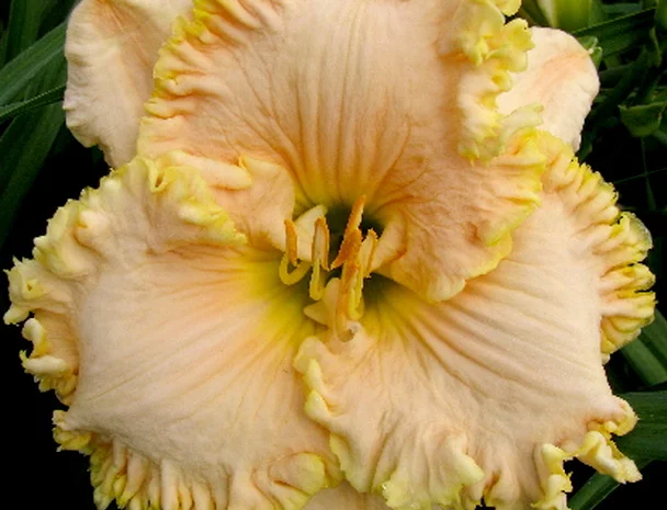 Лилейники махровые крупные новые сорта дешево- фото № 9