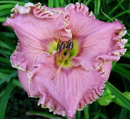 Лилейники махровые крупные новые сорта дешево- фото № 10