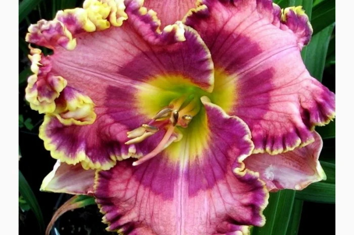 Лилейники махровые крупные новые сорта дешево- фото № 12