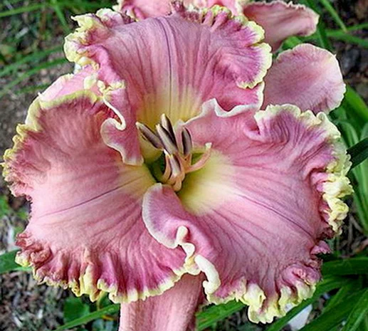 Лилейники махровые крупные новые сорта дешево- фото № 13