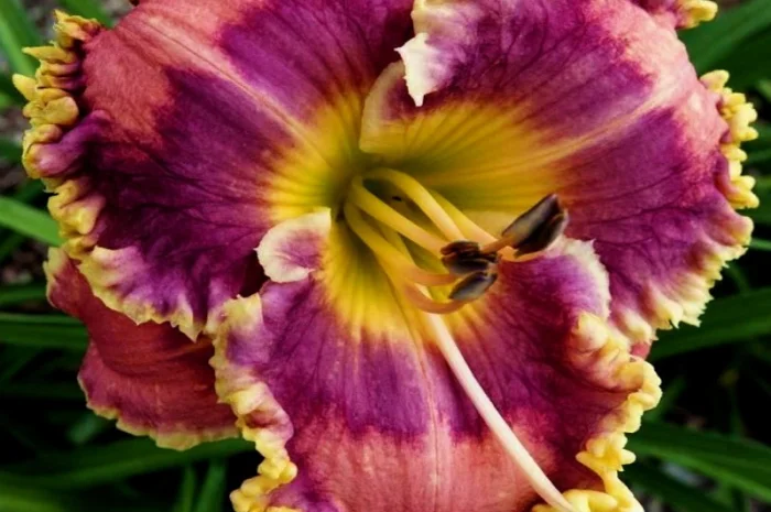 Лилейники махровые крупные новые сорта дешево- фото № 14