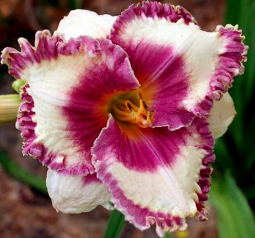 Лилейники махровые крупные новые сорта дешево- фото № 3