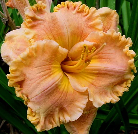 Лилейники махровые крупные новые сорта дешево- фото № 5