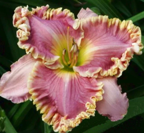 Лилейники махровые крупные новые сорта дешево- фото № 6