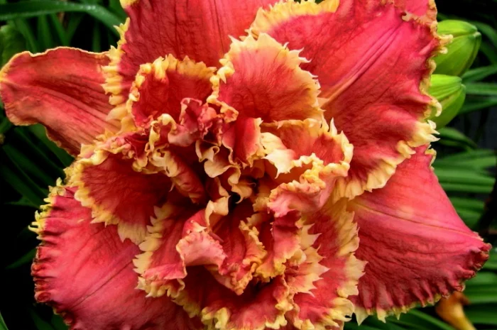 Лилейники махровые крупные новые сорта дешево- фото № 7