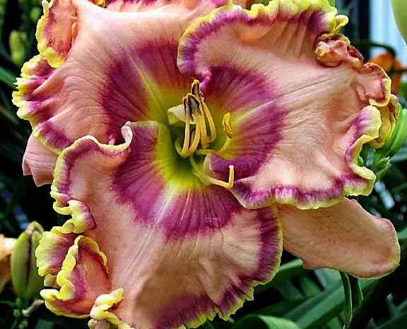 Лилейники махровые крупные новые сорта дешево- фото № 8