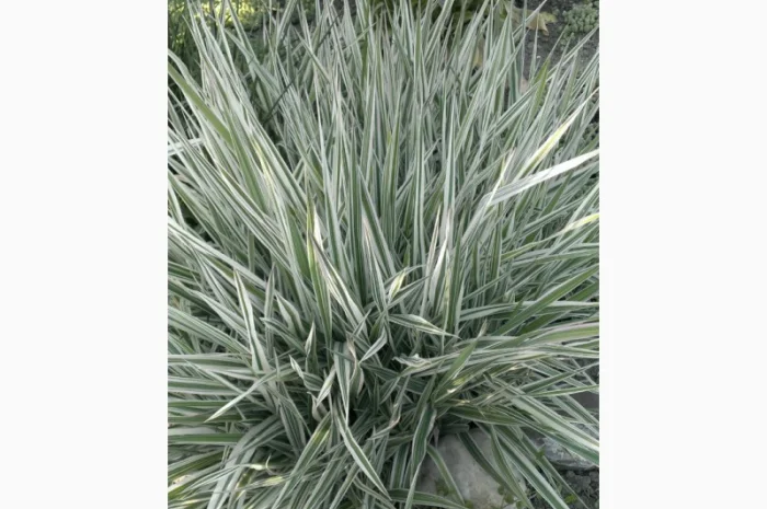 Фалярис тростниковый африканская экзотика- фото № 1