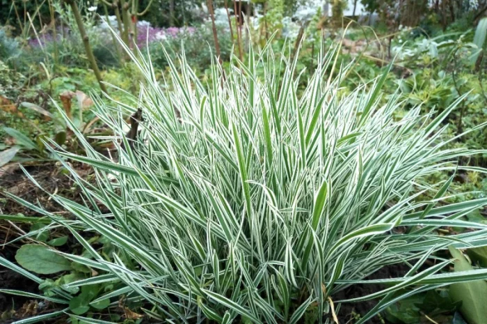 Фалярис тростниковый африканская экзотика- фото № 2