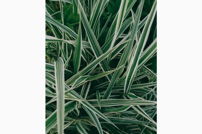 Фалярис тростниковый африканская экзотика- фото № 3