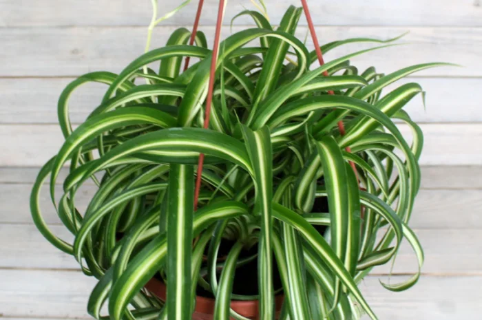 Хлорофитум кудрявый – комнатное растение- фото № 3