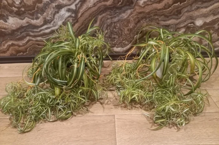 Хлорофитум кудрявый – комнатное растение- фото № 1