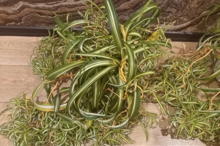 Хлорофитум кудрявый – комнатное растение- фото № 2