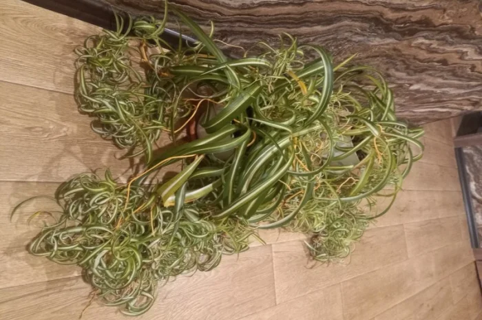 Хлорофитум кудрявый – комнатное растение- фото № 4