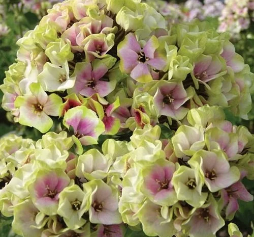 Флоксы крупные новые сорта дешево- фото № 1