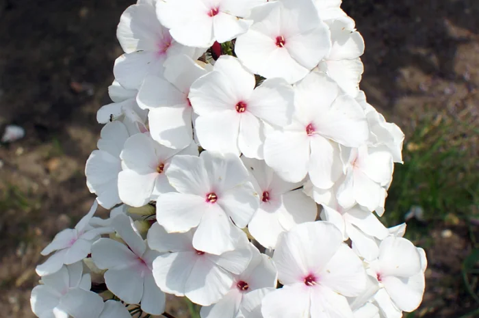 Флоксы крупные новые сорта дешево- фото № 10