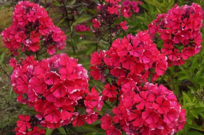 Флоксы крупные новые сорта дешево- фото № 9