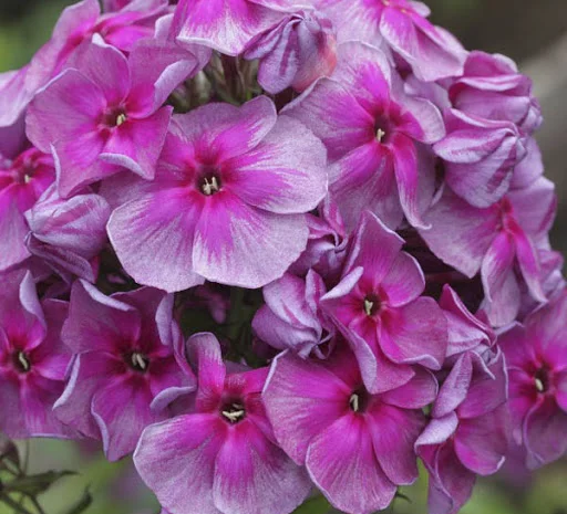 Флоксы крупные новые сорта дешево- фото № 7