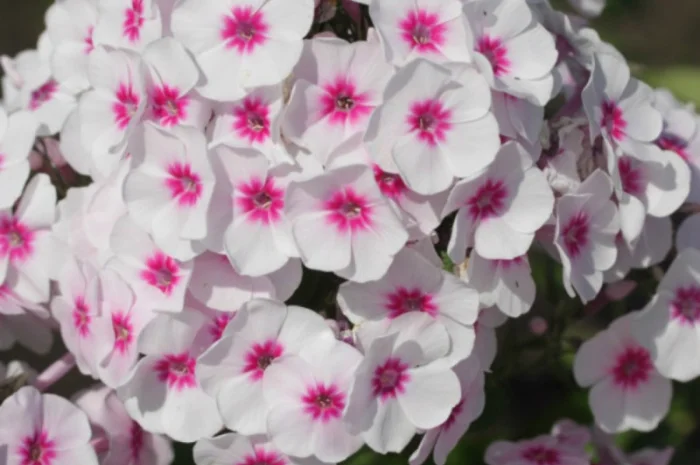 Флоксы крупные новые сорта дешево- фото № 5