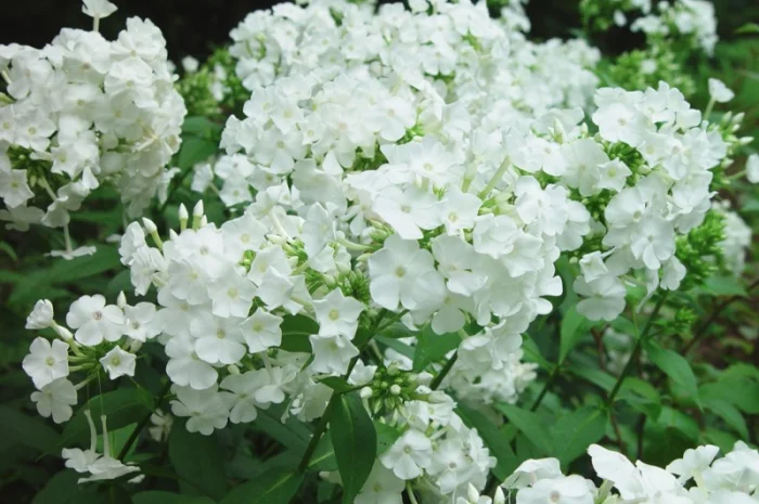 Флоксы крупные новые сорта дешево- фото № 4