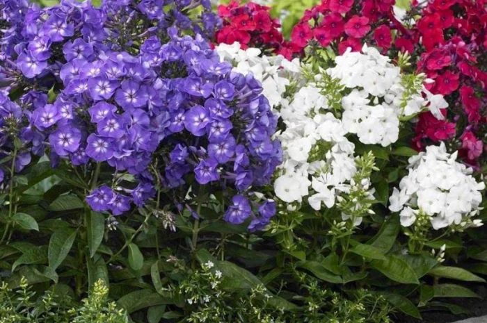 Флоксы крупные новые сорта дешево- фото № 3