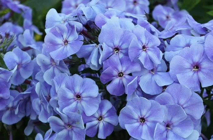 Флоксы крупные новые сорта дешево- фото № 17