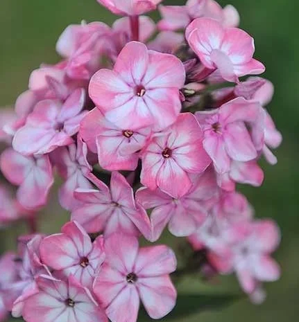 Флоксы крупные новые сорта дешево- фото № 16