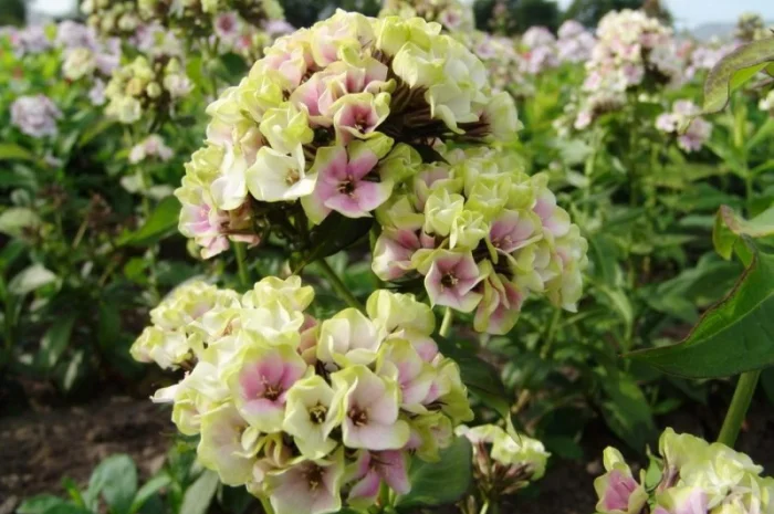 Флоксы крупные новые сорта дешево- фото № 15