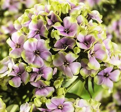 Флоксы крупные новые сорта дешево- фото № 12