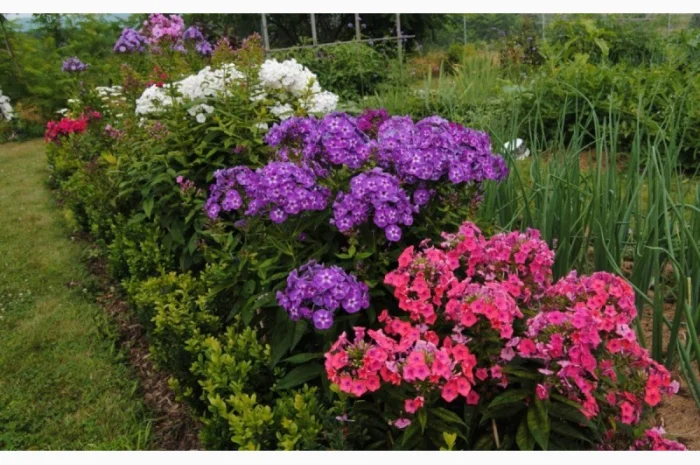 Флоксы крупные новые сорта дешево- фото № 11