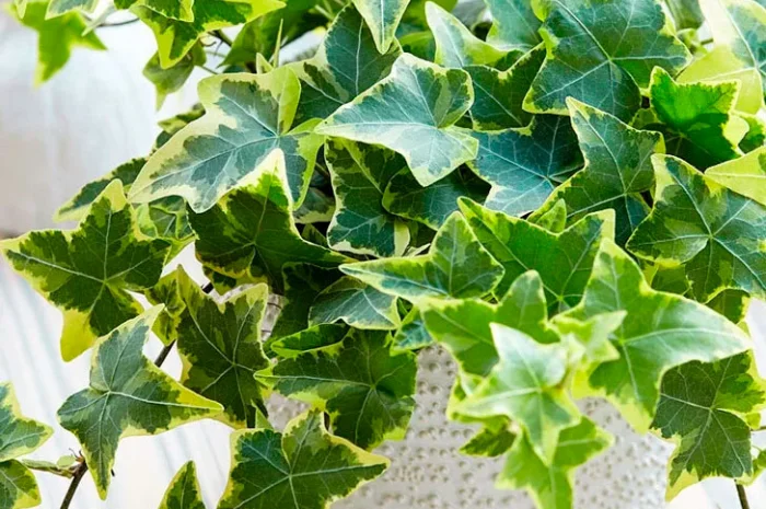 Плющ канарский и садовый недорого- фото № 1