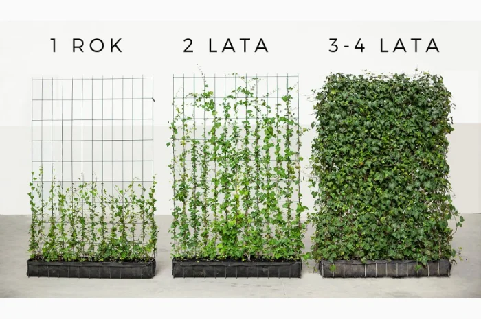 Плющ канарский и садовый недорого- фото № 10