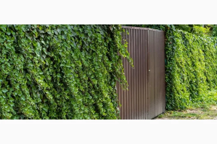 Плющ канарский и садовый недорого- фото № 11