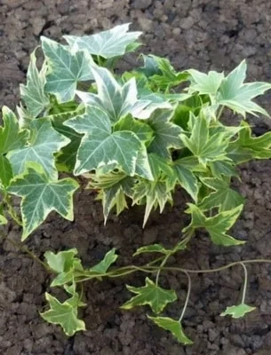 Плющ канарский и садовый недорого- фото № 13