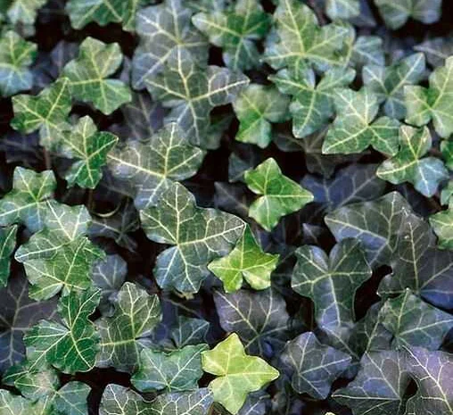 Плющ канарский и садовый недорого- фото № 2