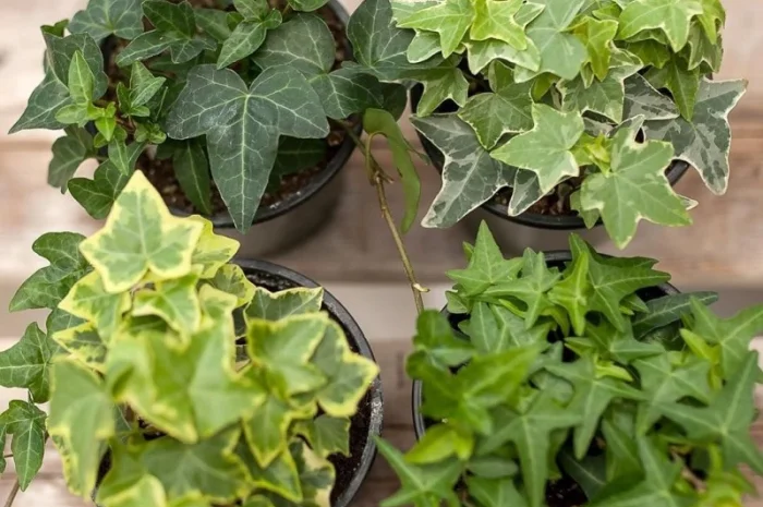 Плющ канарский и садовый недорого- фото № 3