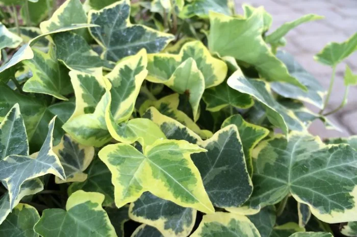 Плющ канарский и садовый недорого- фото № 5