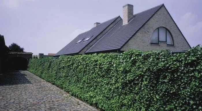 Плющ канарский и садовый недорого- фото № 6