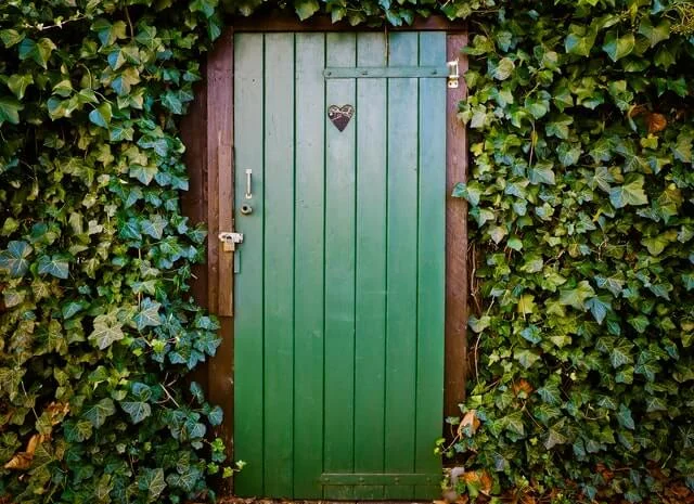 Плющ канарский и садовый недорого- фото № 7