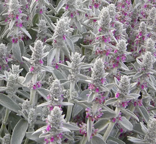 Чистець візантійський 'Заячі вушка' – сортовий за доступною ціною- фото № 1