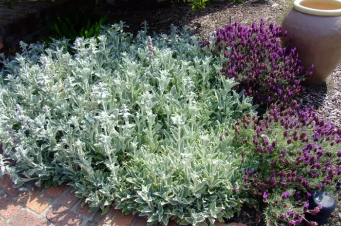 Чистець візантійський 'Заячі вушка' – сортовий за доступною ціною- фото № 10