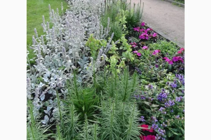 Чистець візантійський 'Заячі вушка' – сортовий за доступною ціною- фото № 11