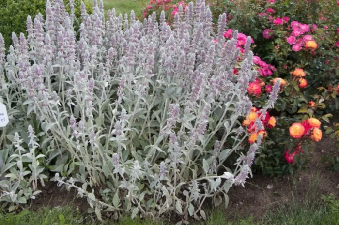 Чистець візантійський 'Заячі вушка' – сортовий за доступною ціною- фото № 3