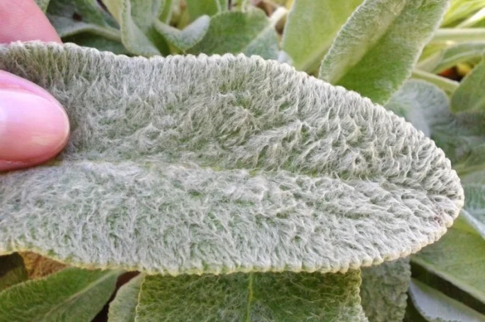 Чистець візантійський 'Заячі вушка' – сортовий за доступною ціною- фото № 4