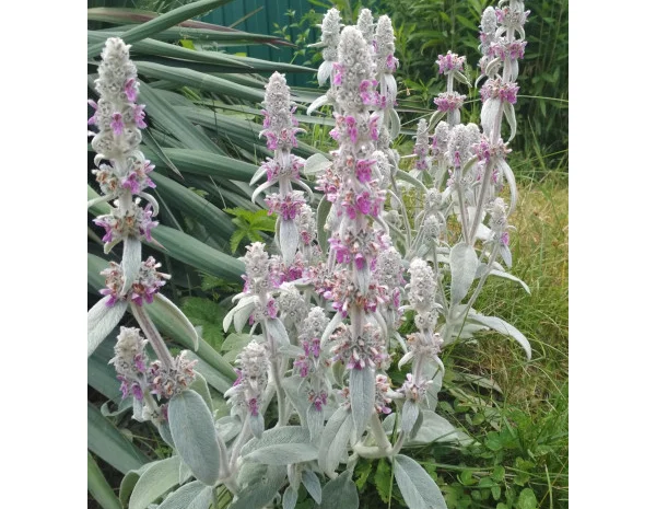 Чистець візантійський 'Заячі вушка' – сортовий за доступною ціною- фото № 5