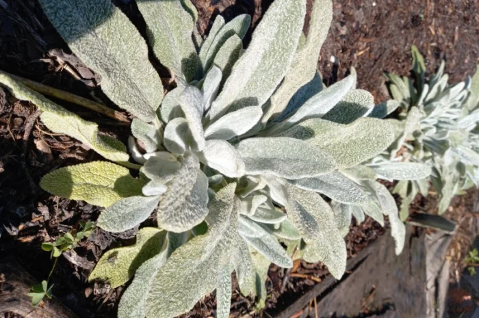 Чистець візантійський 'Заячі вушка' – сортовий за доступною ціною- фото № 6