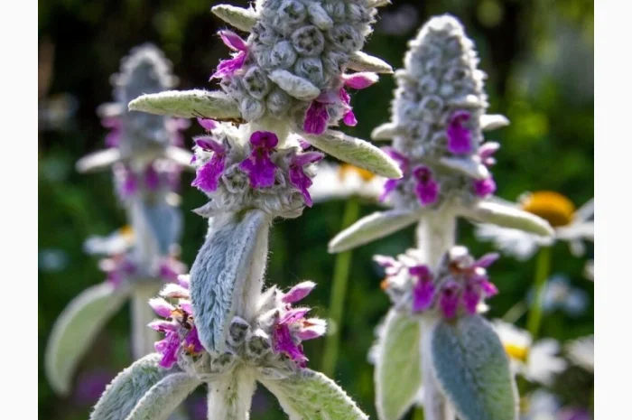 Чистець візантійський 'Заячі вушка' – сортовий за доступною ціною- фото № 7