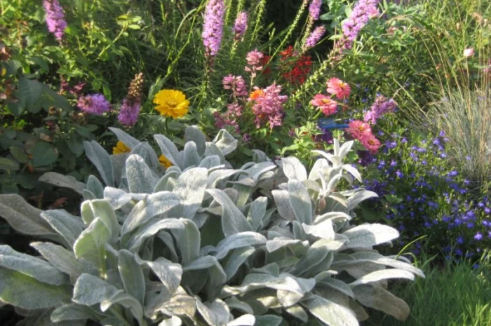 Чистець візантійський 'Заячі вушка' – сортовий за доступною ціною- фото № 8