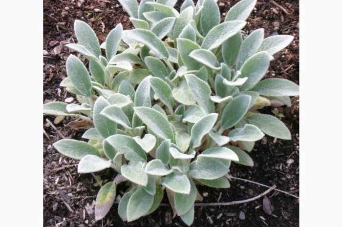 Чистець візантійський 'Заячі вушка' – сортовий за доступною ціною- фото № 9