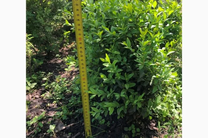 Продам Самшит (Buxus)- фото № 1